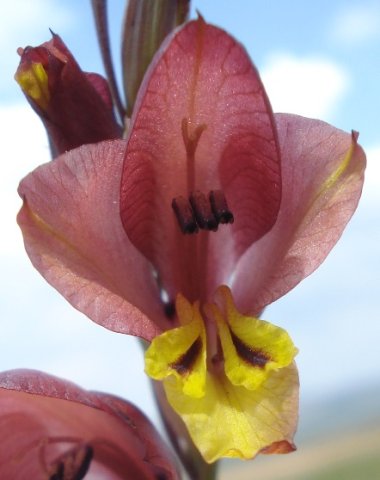 Gladiolus woodii brown flower